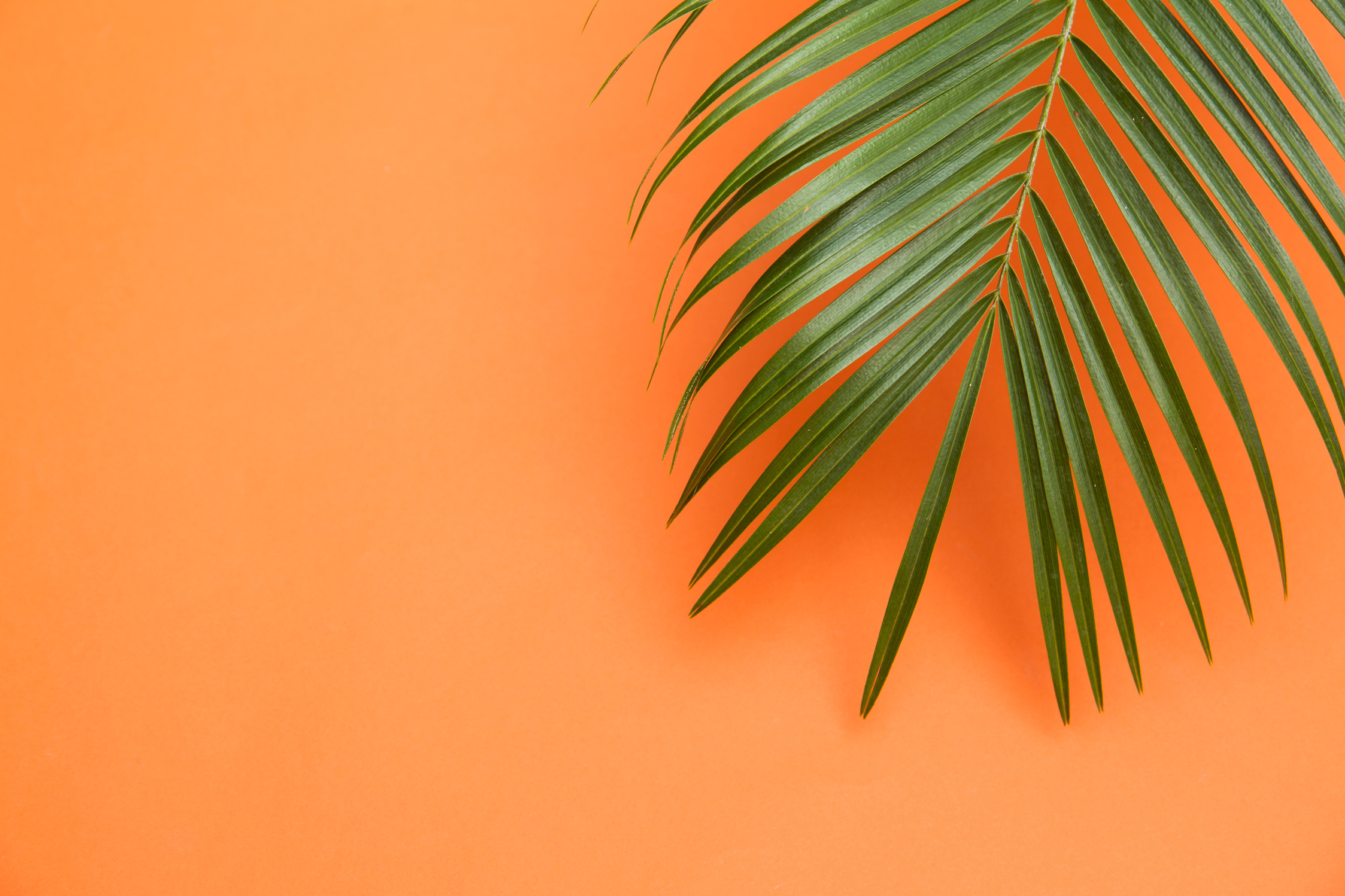Tropical Palm Tree Leaf 