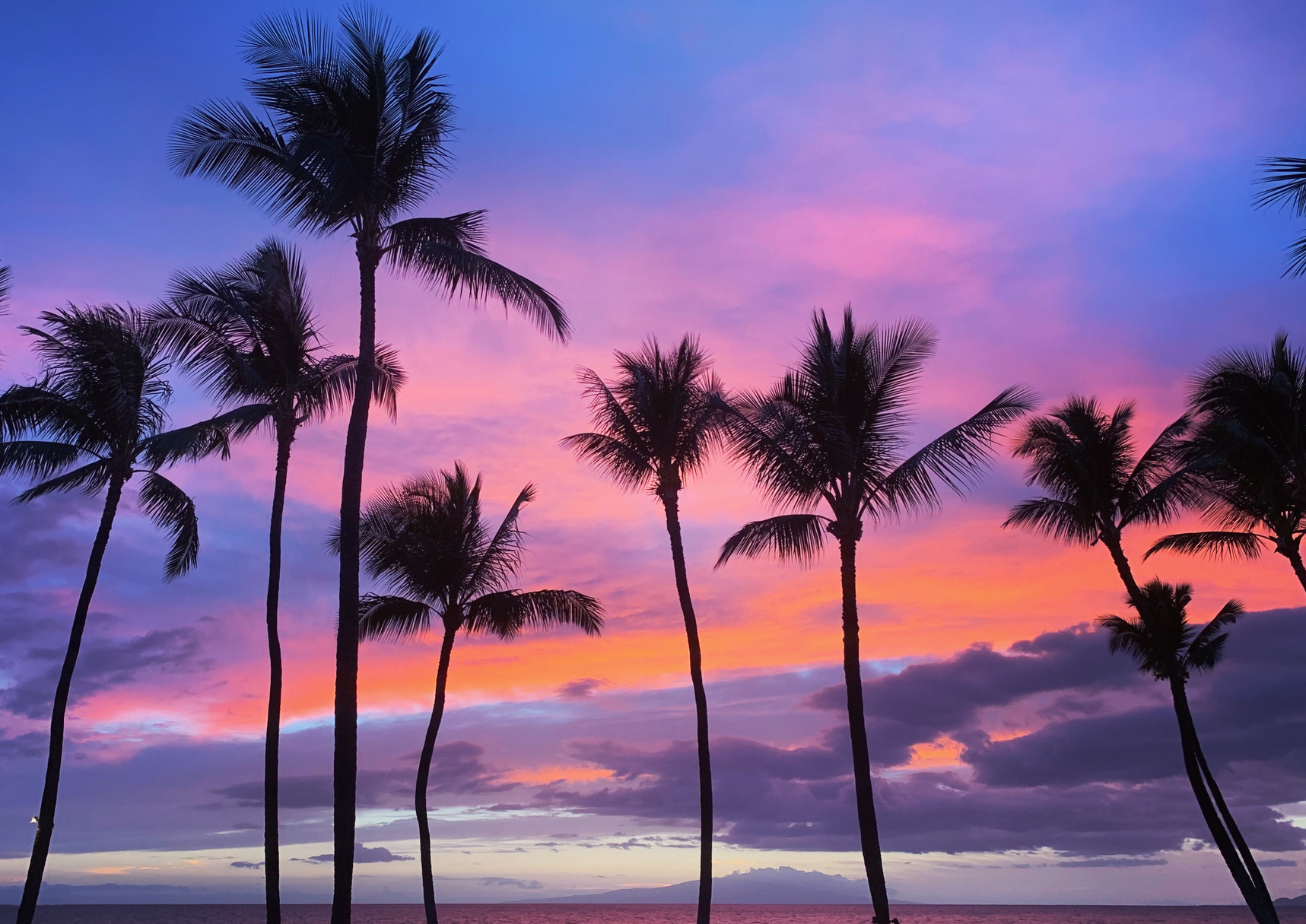 Silhouettes of Palm Trees During Sunset